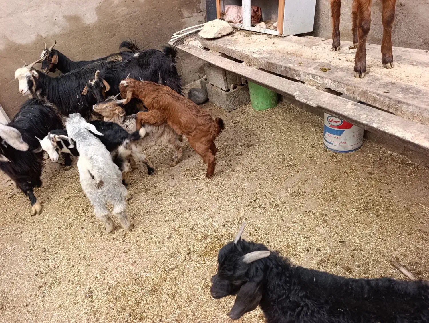 بز و بی|حیوانات مزرعه|اندیمشک, |دیوار