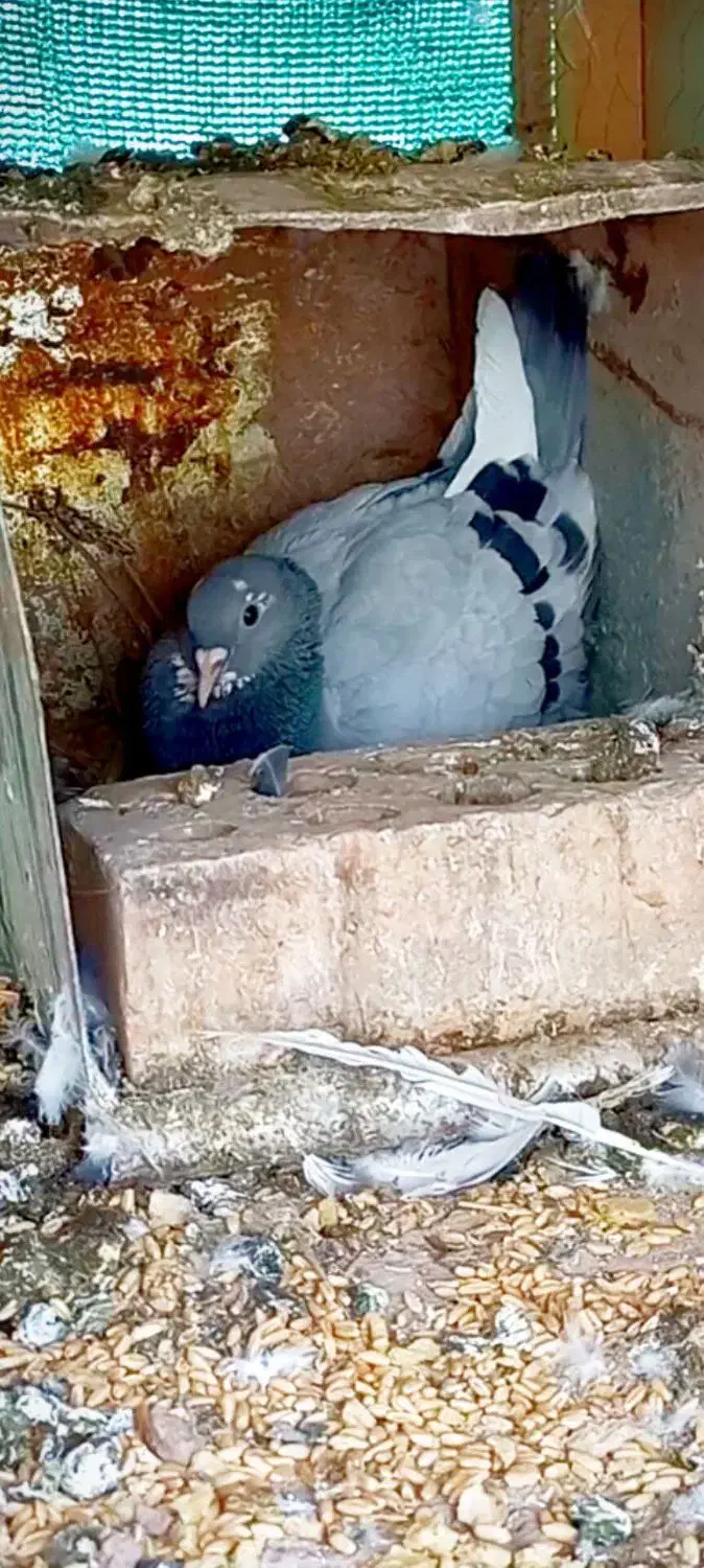 جفت سبزپلنگ|پرنده|زرند, |دیوار