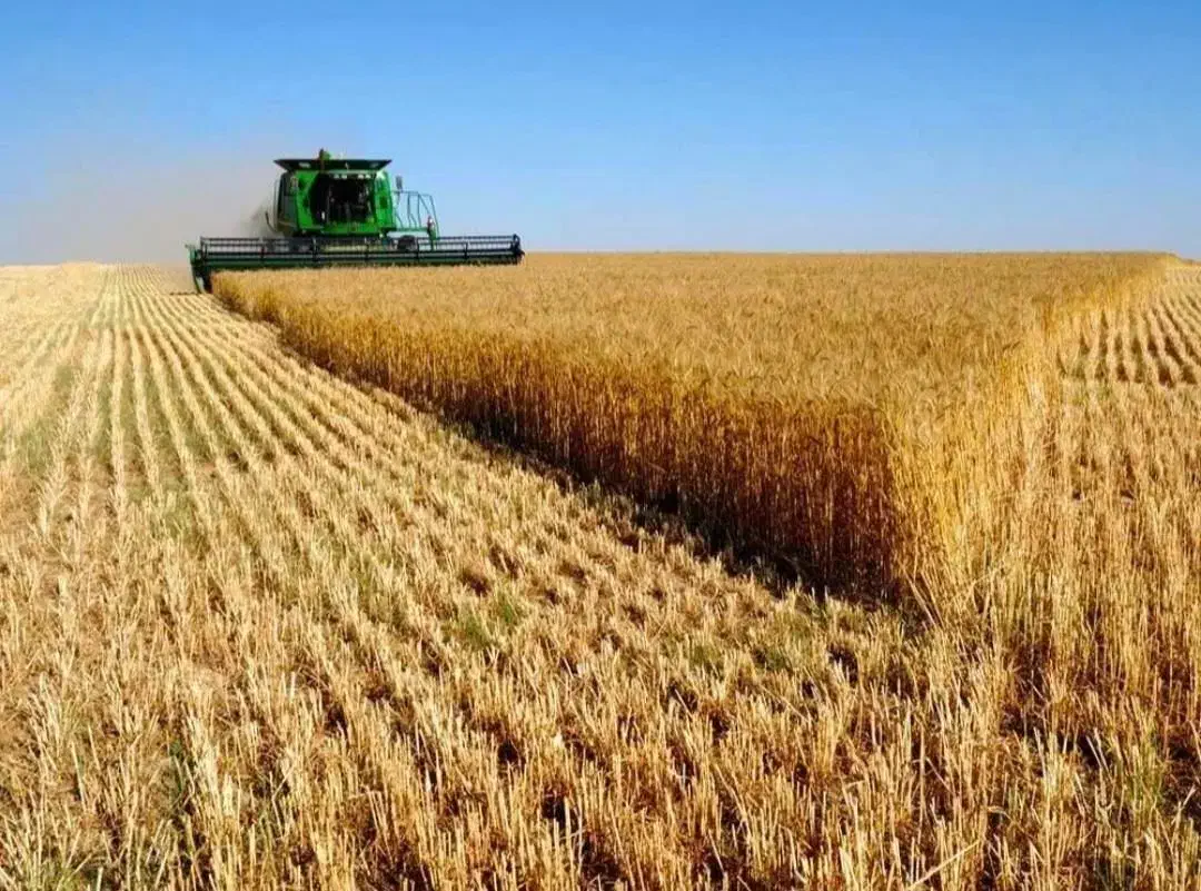 اجاره زمین کشاورزی دیم بانگولان ۲ساله|اجارهٔ دفتر صنعتی، کشاورزی، تجاری|جوانرود, |دیوار