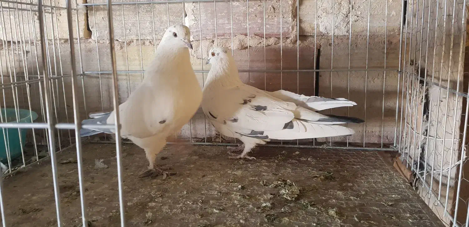 کبوتر پرشی|پرنده|سیرجان, |دیوار