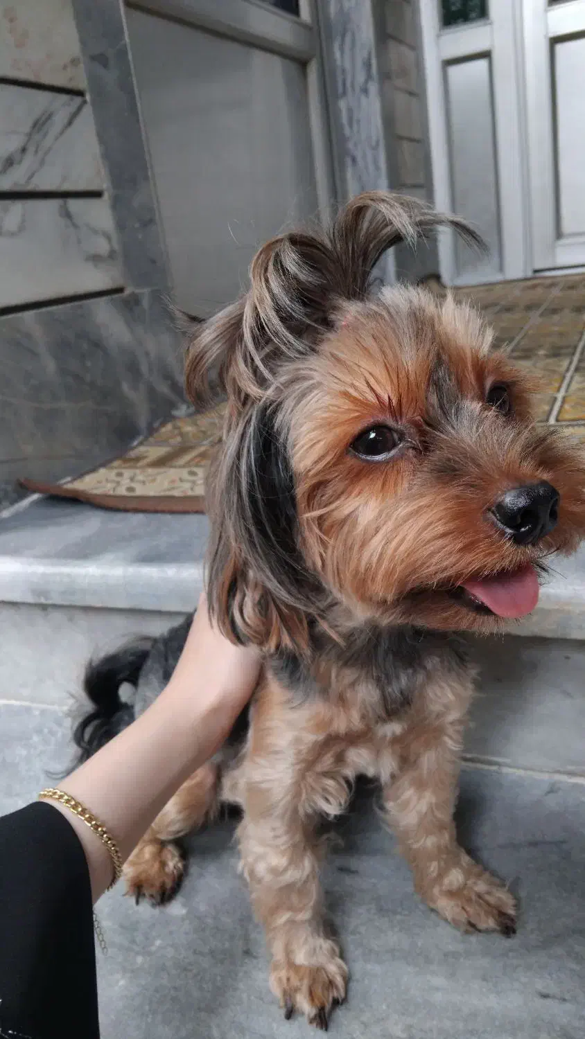 فروش سگ شیتزو|سگ|نکا, |دیوار