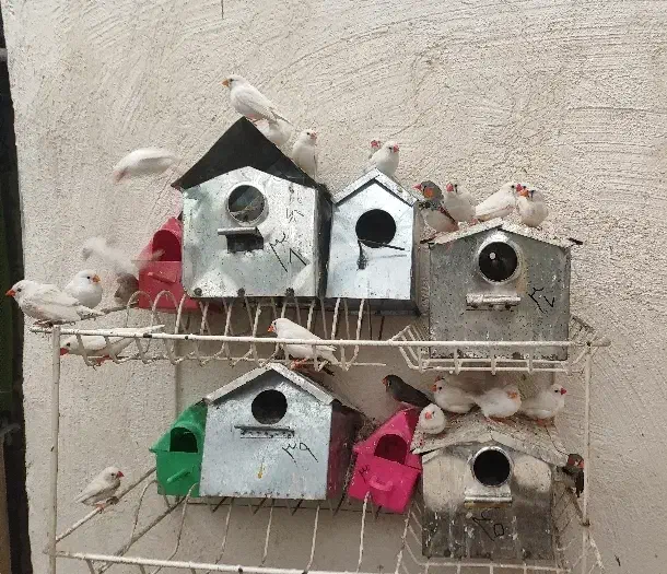 فنچ و لونه فنچ|پرنده|قزوین, |دیوار