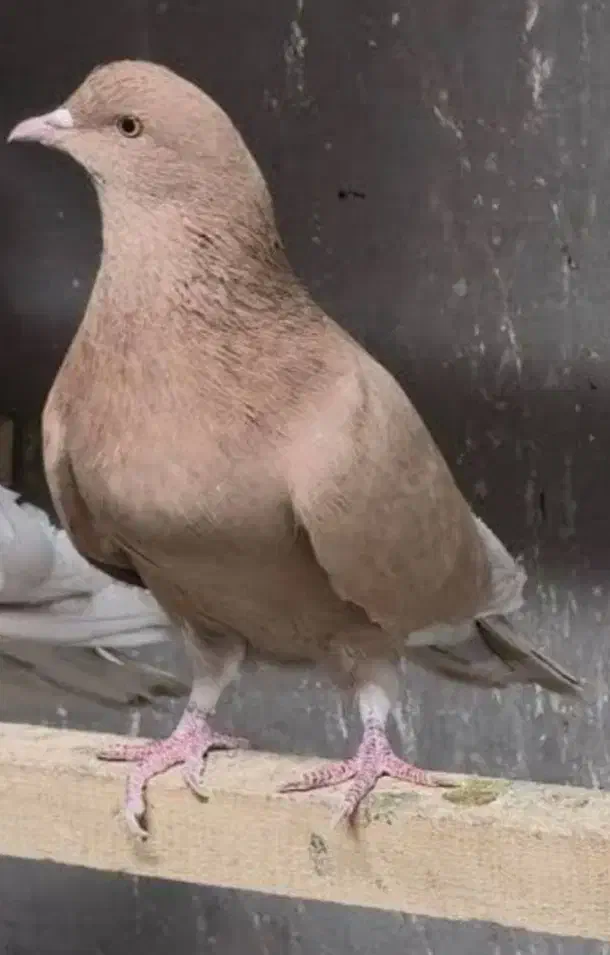 کفترزرد(فاروغ خان ف ن)|پرنده|تهران, امام زاده عبدالله|دیوار