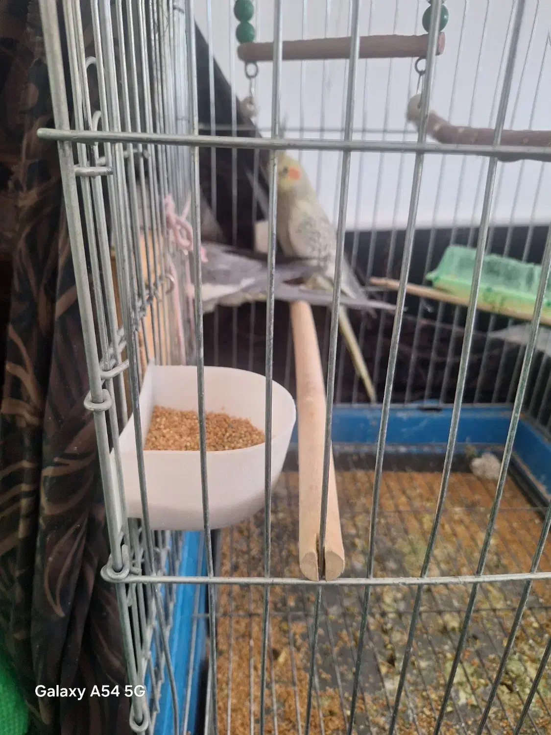 عروس هلندی مولد|پرنده|قم, حکمت شمالی|دیوار