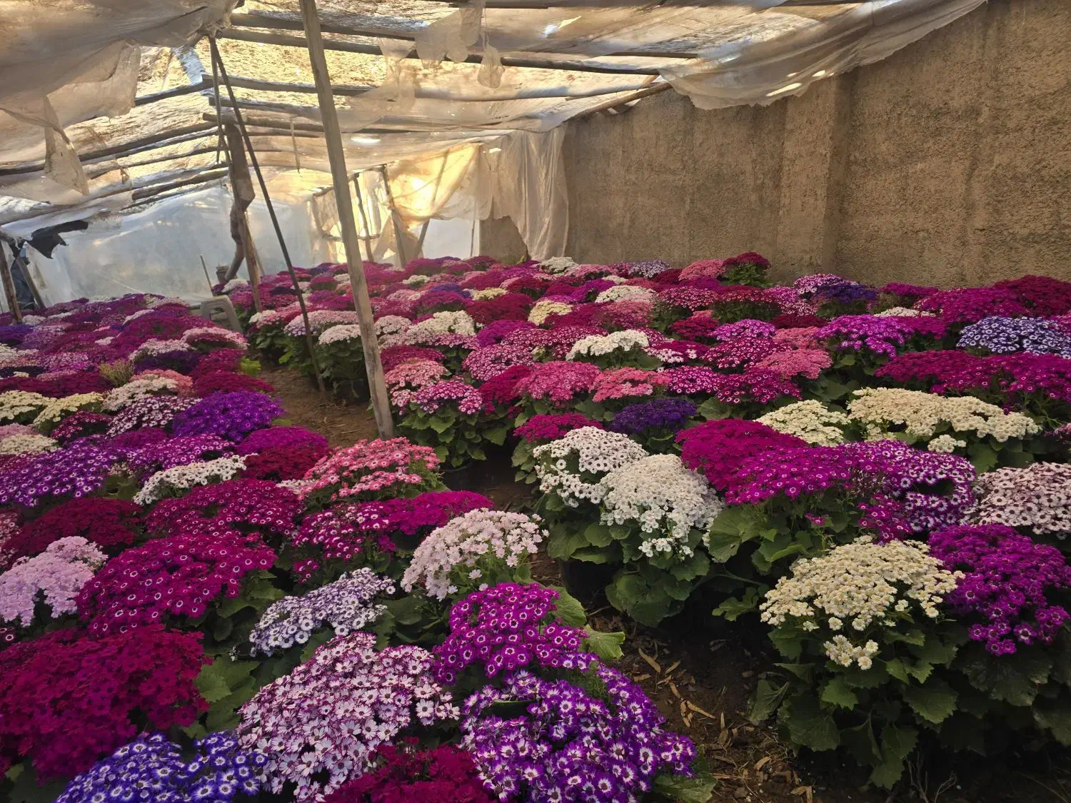 سینره|گل و گیاه طبیعی|پاکدشت, پاکدشت (مامازند)|دیوار