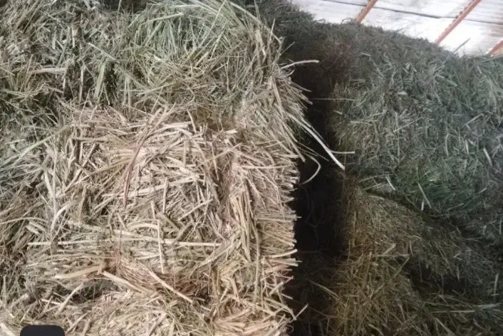 یونجه|لوازم جانبی حیوانات|کبودرآهنگ, |دیوار