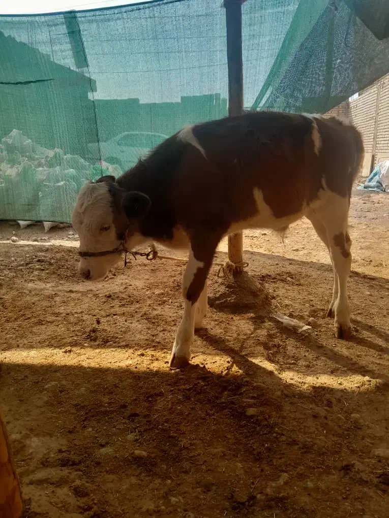 گوساله نر اصل سیمینتال|حیوانات مزرعه|مسجد سلیمان, |دیوار