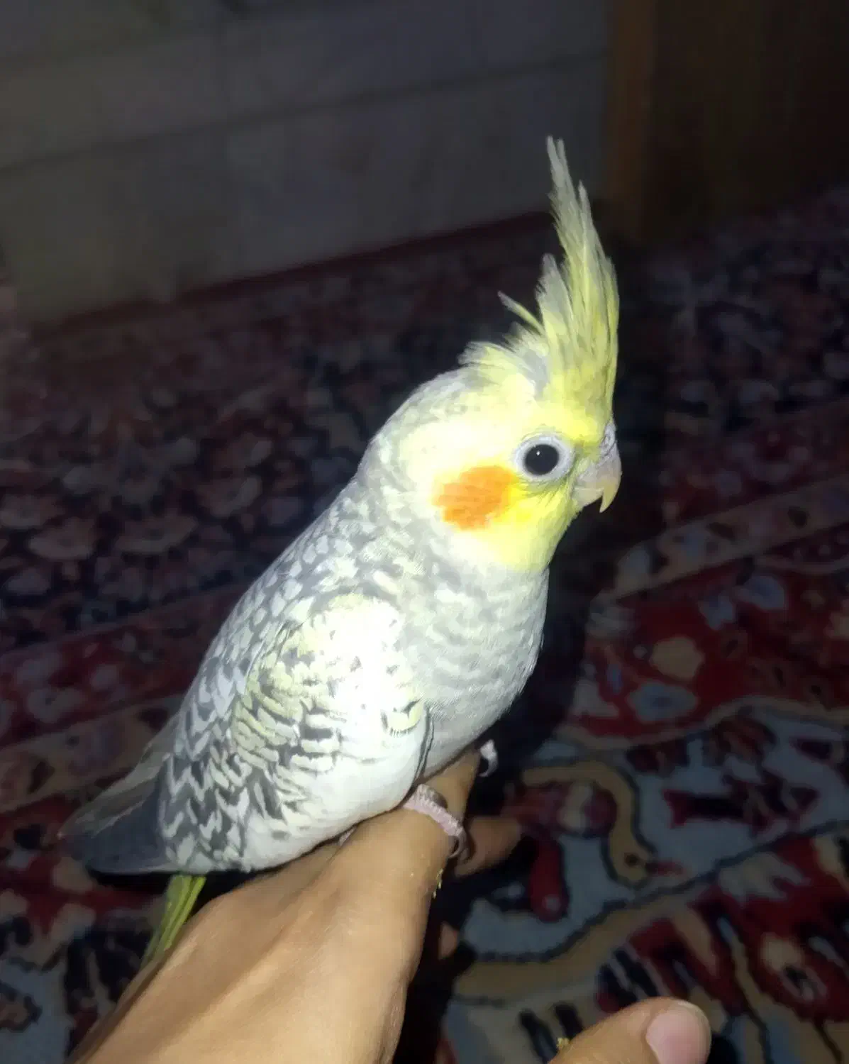 عروس هلندی نر دوماهه|پرنده|کرمان, |دیوار