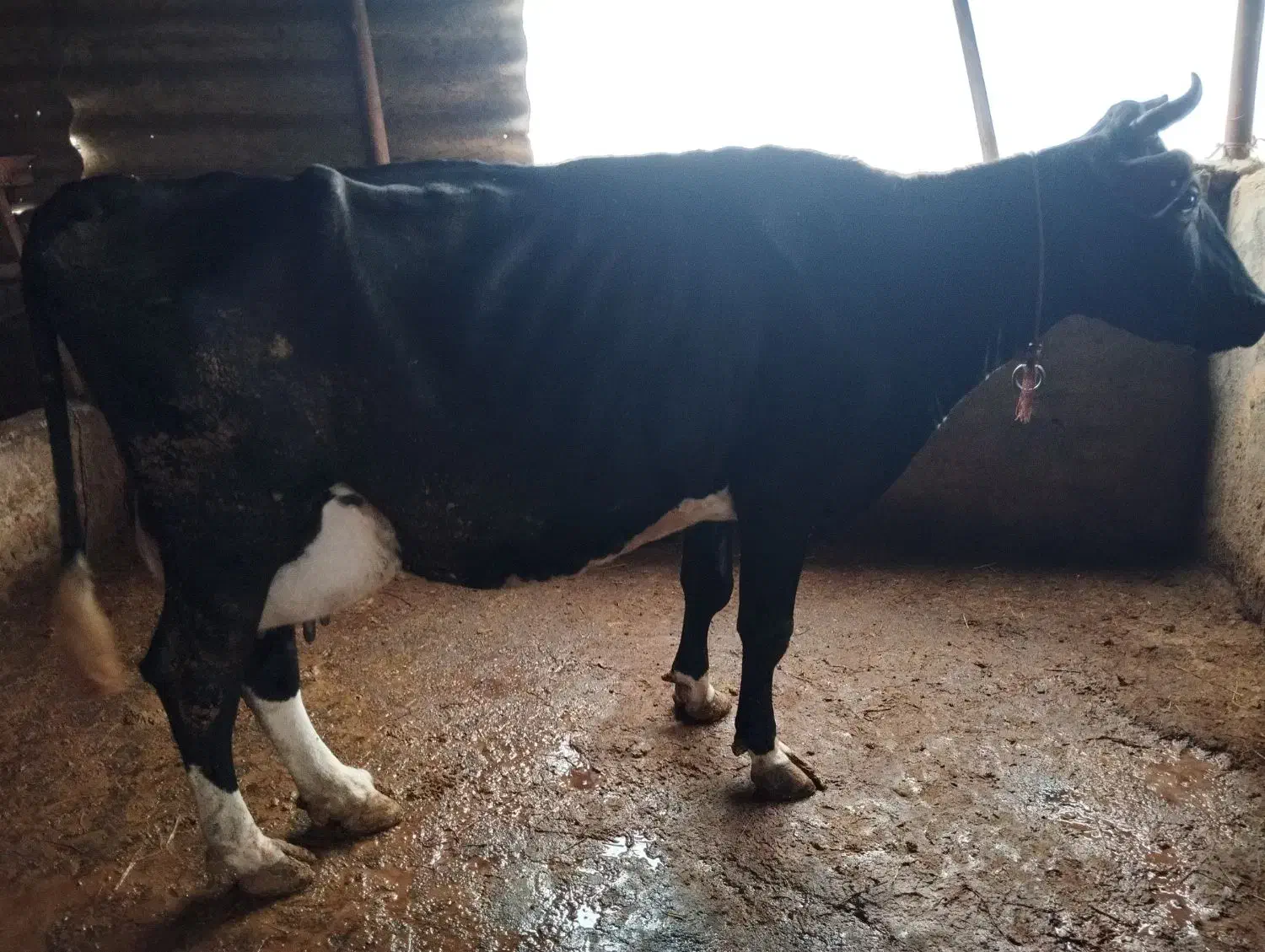 گاو با گوساله ماده|حیوانات مزرعه|شفت, |دیوار