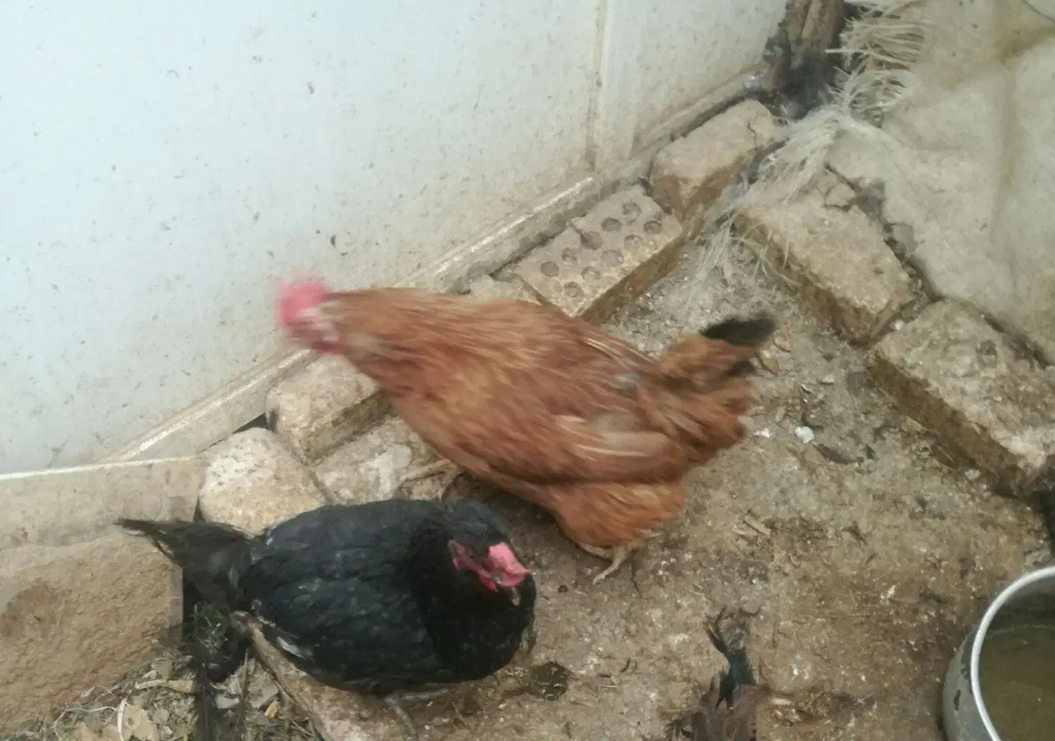 مرغ مشکی وحنای تخم کن|حیوانات مزرعه|اصفهان, بوستان ناژوان|دیوار