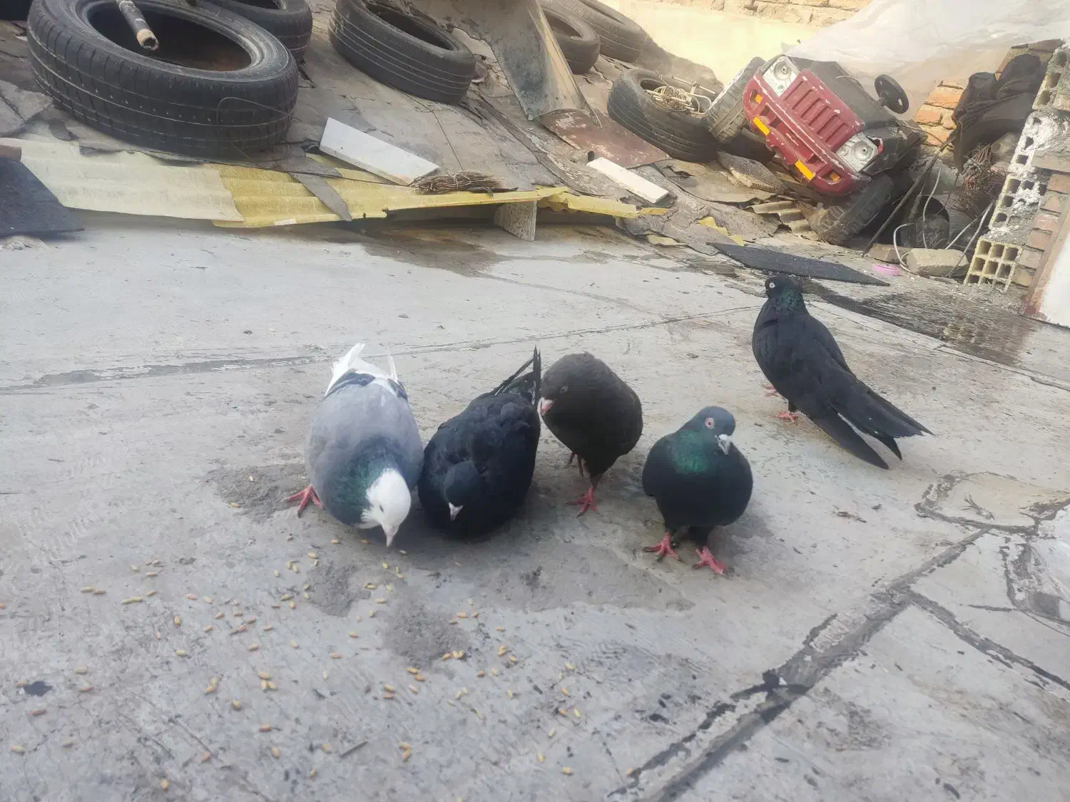 کبوترای قطعه دار|پرنده|ارومیه, |دیوار