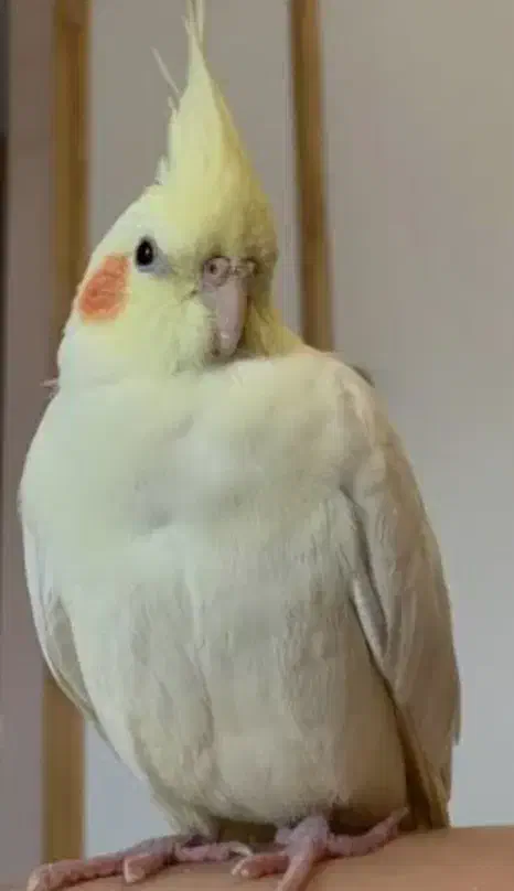 عروس هلندی گمشده. اسمش لیمو. منطقه کوی بهروز|حیوانات|خرمشهر, |دیوار