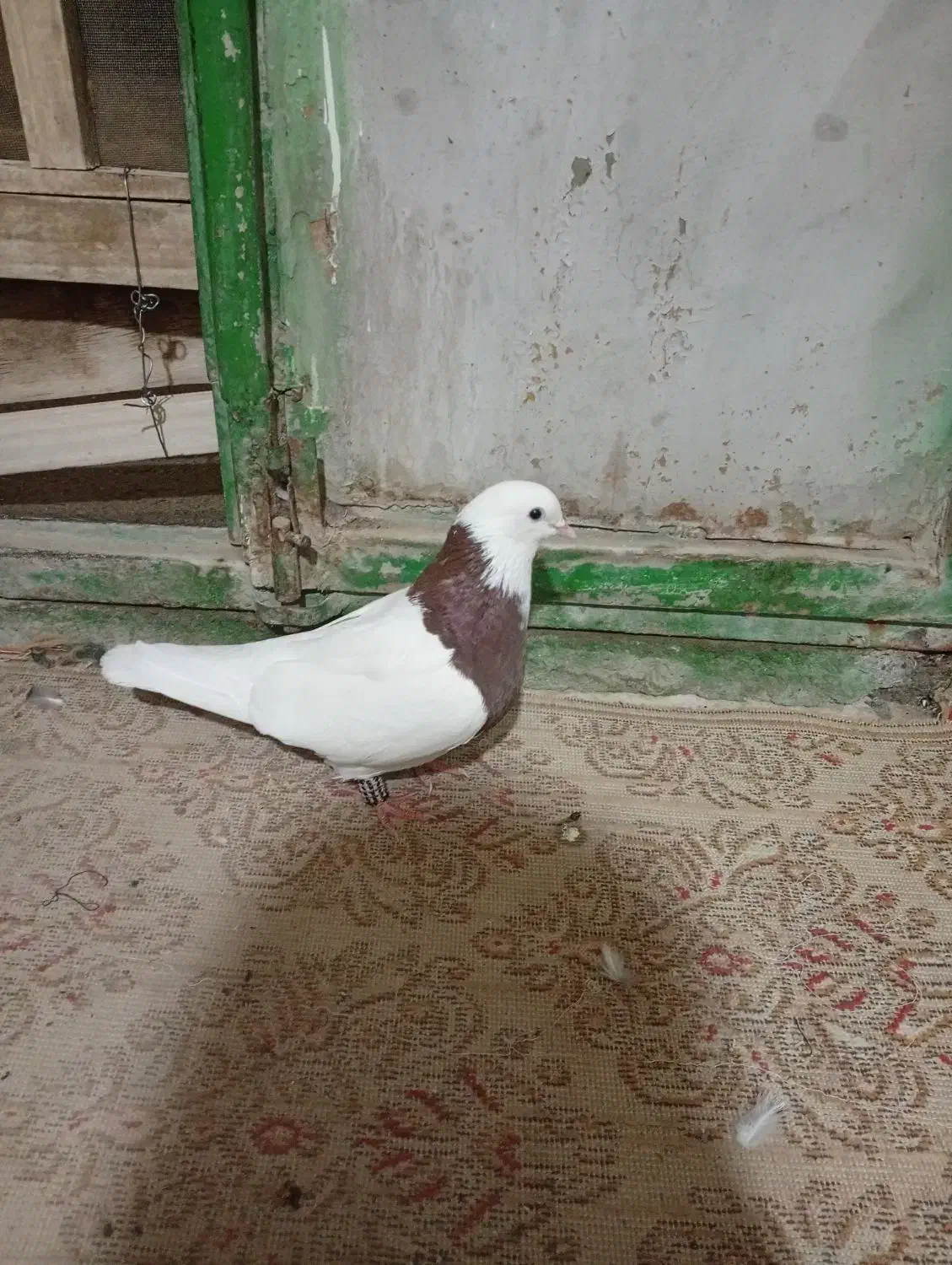 طوقی و ریش|پرنده|مود, |دیوار