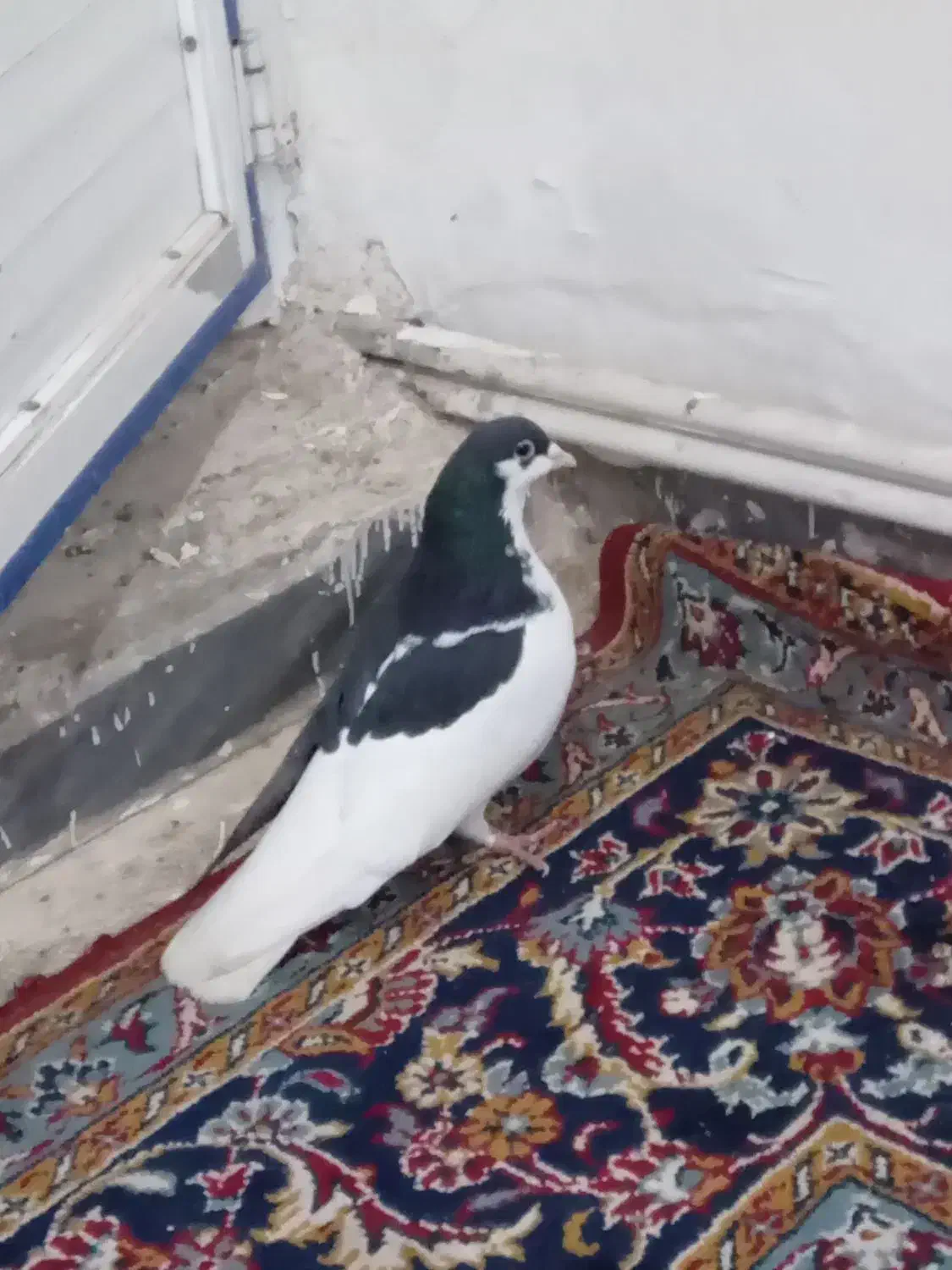 کفتر چپ|حیوانات|محمدیه-قزوین, |دیوار