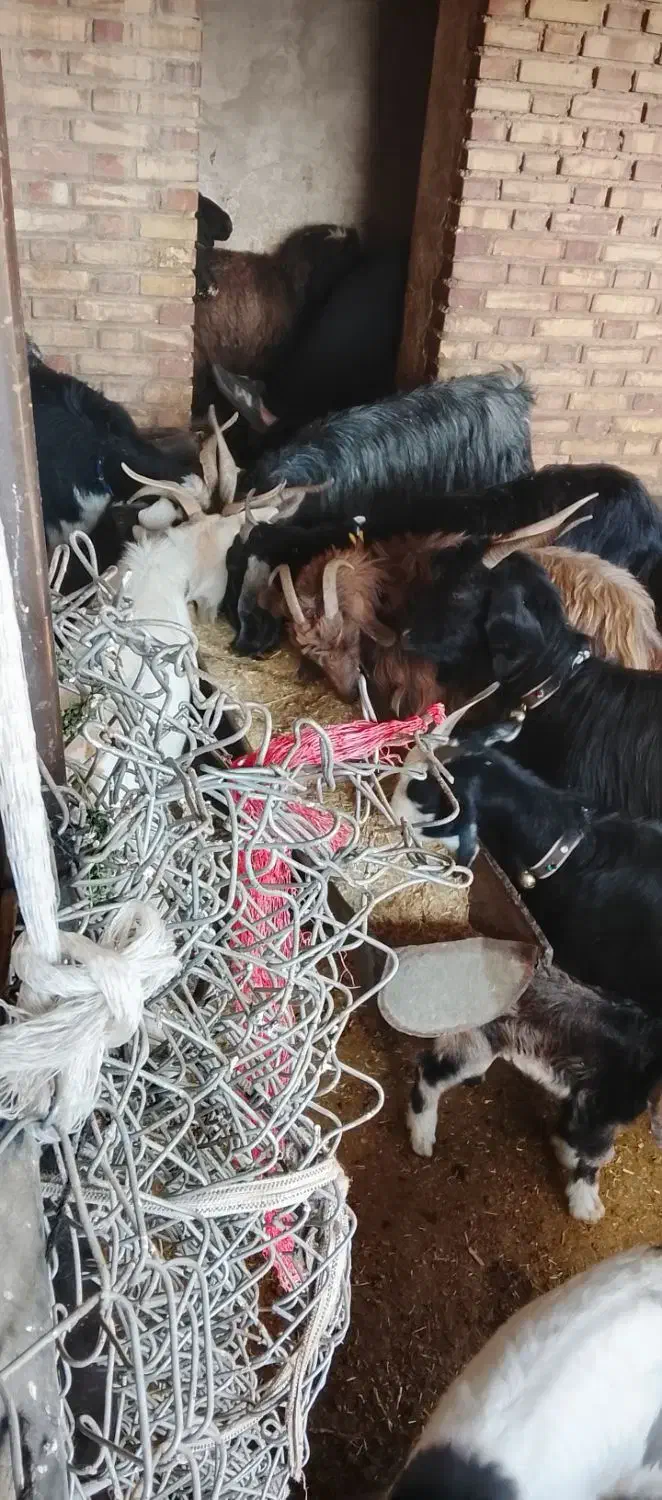 بزوبیگداشتی|حیوانات مزرعه|دزفول, |دیوار