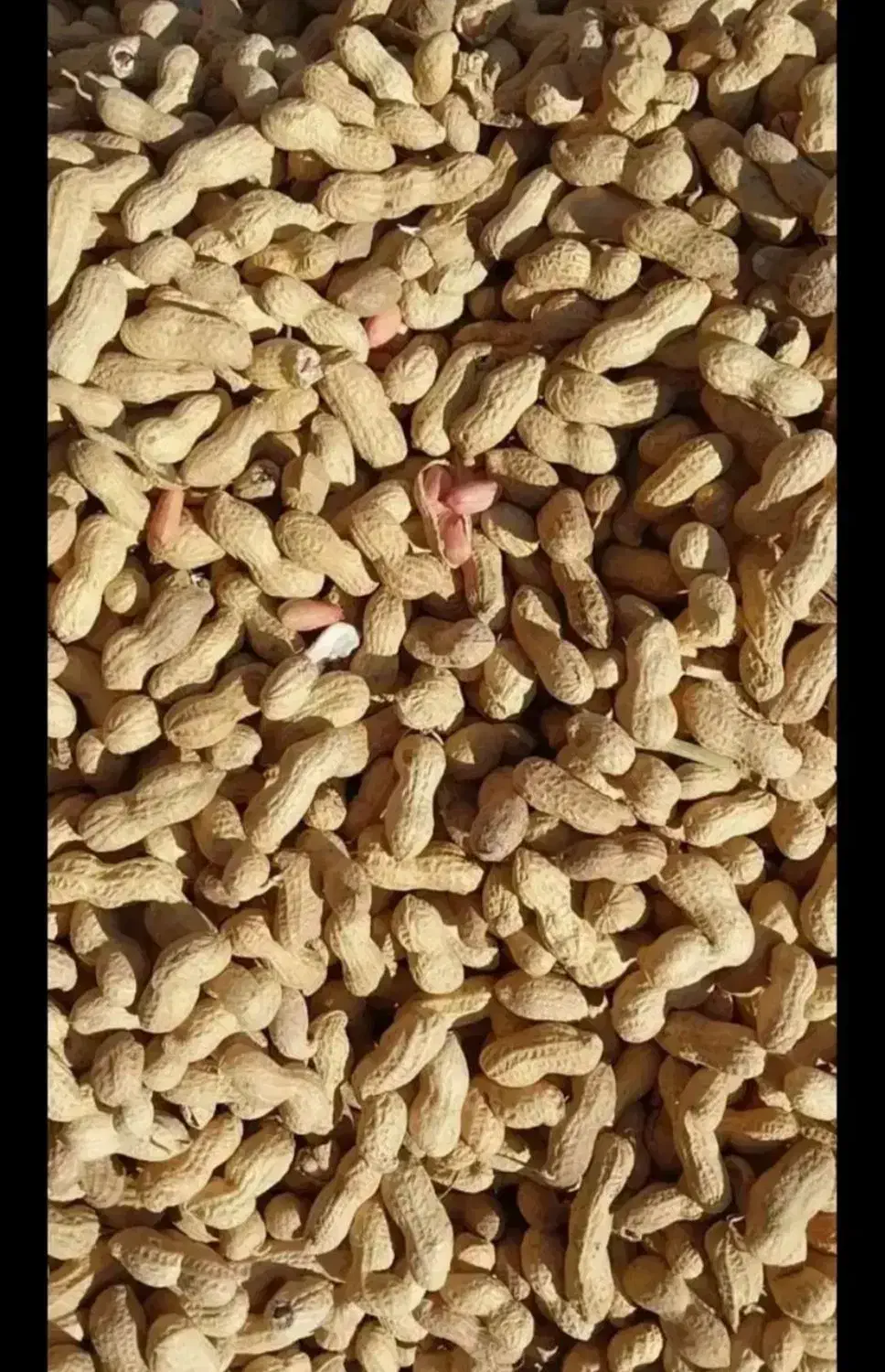 فروش فوری 30کیلو بادام زمینی تازه ( فقط 145)|خوردنی و آشامیدنی|ری, شهرک نظامی|دیوار