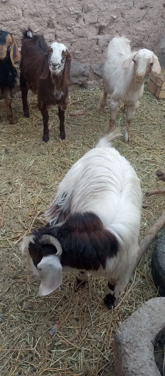 بره و بزغاله چاق کم شکم|حیوانات مزرعه|قائن, |دیوار