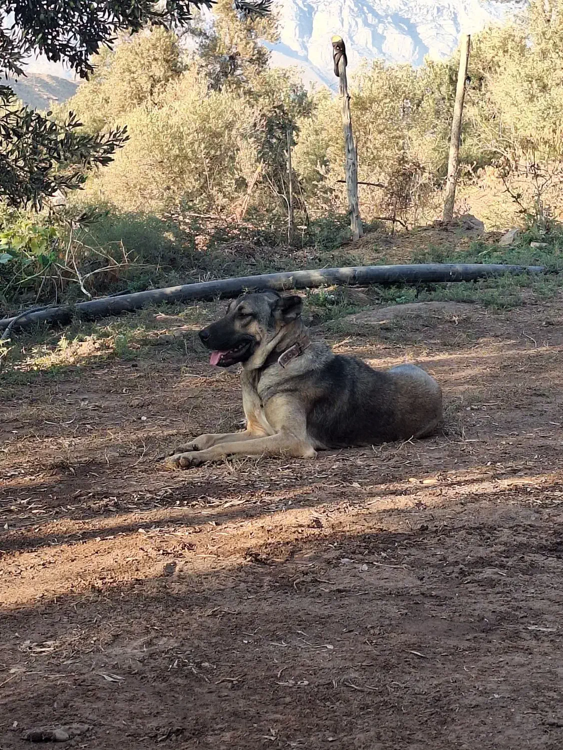 سگ ماده سراب۱۱۰۰۰۰۰۰|سگ|لوشان, |دیوار