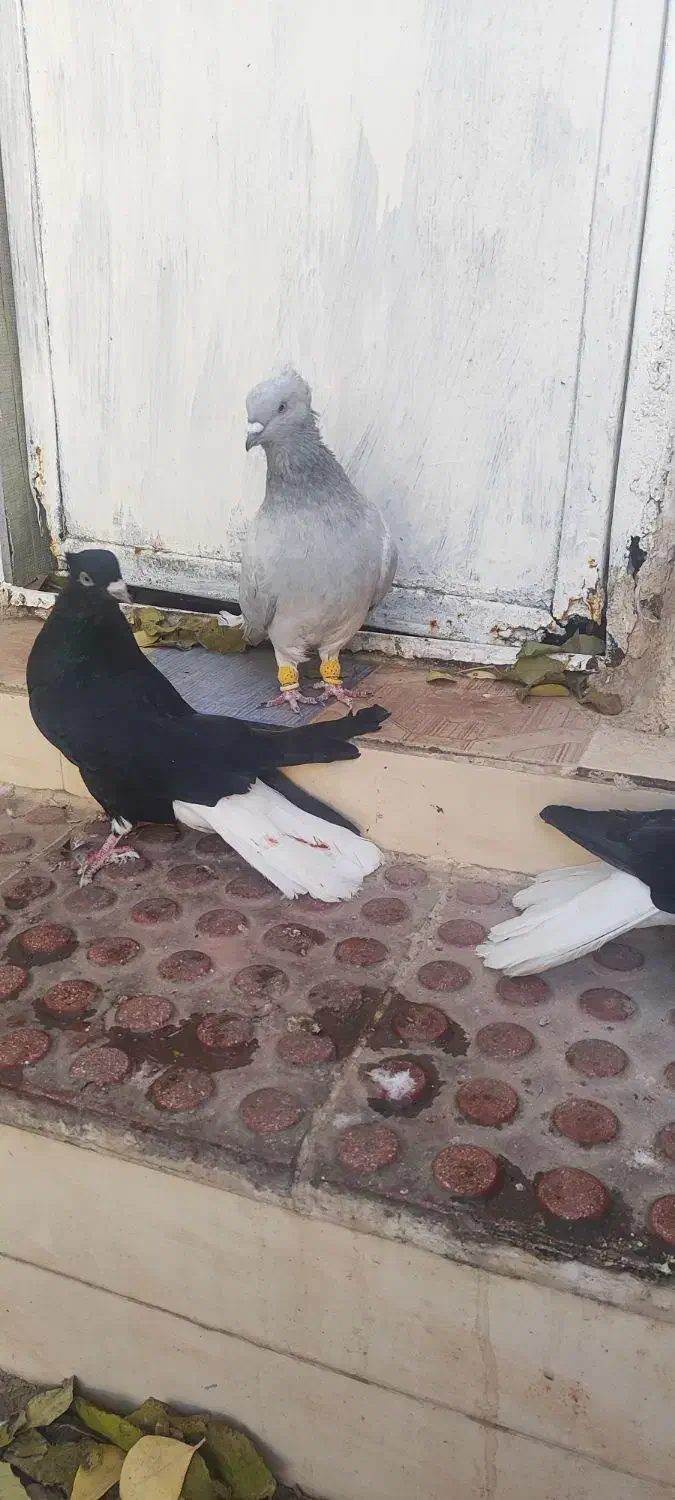 کبوتر دوم سفید|پرنده|تاکستان, |دیوار