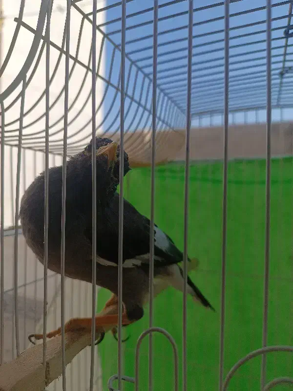 مینا بسیار باهوش و بانمک|پرنده|مشهد, امامیه (شهرک غرب)|دیوار