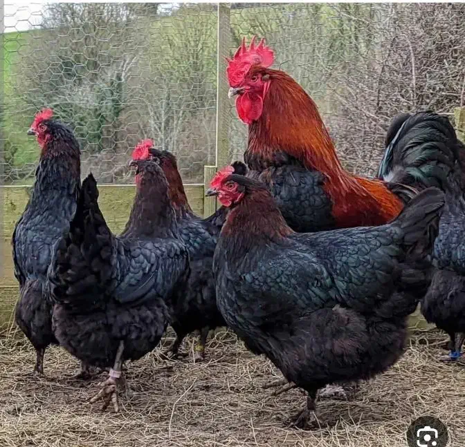 مرغ وخروس|حیوانات مزرعه|اقلید, |دیوار