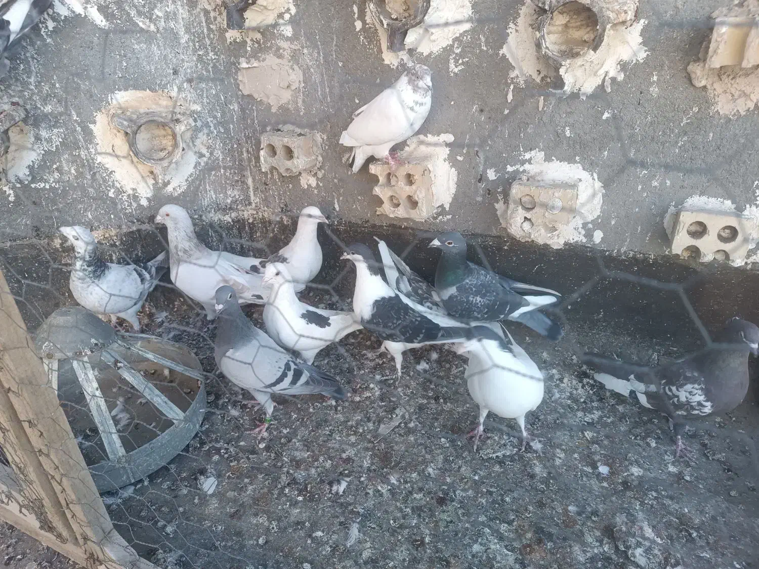 کفترصید|پرنده|مشهد, نیزه|دیوار