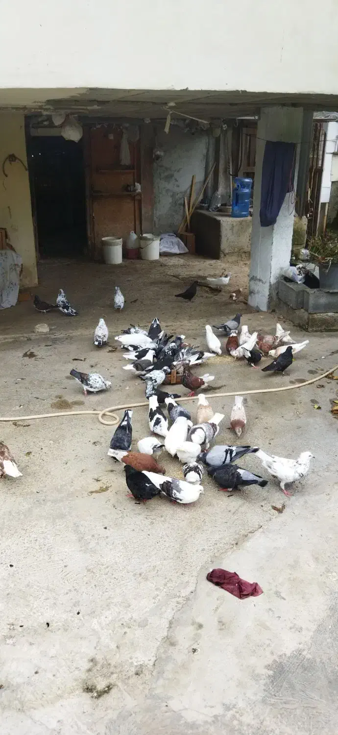 کبوتر پرشی|پرنده|چالوس, |دیوار