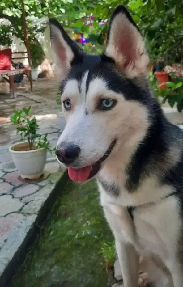 سگ هاسکی|سگ|شاهرود, |دیوار