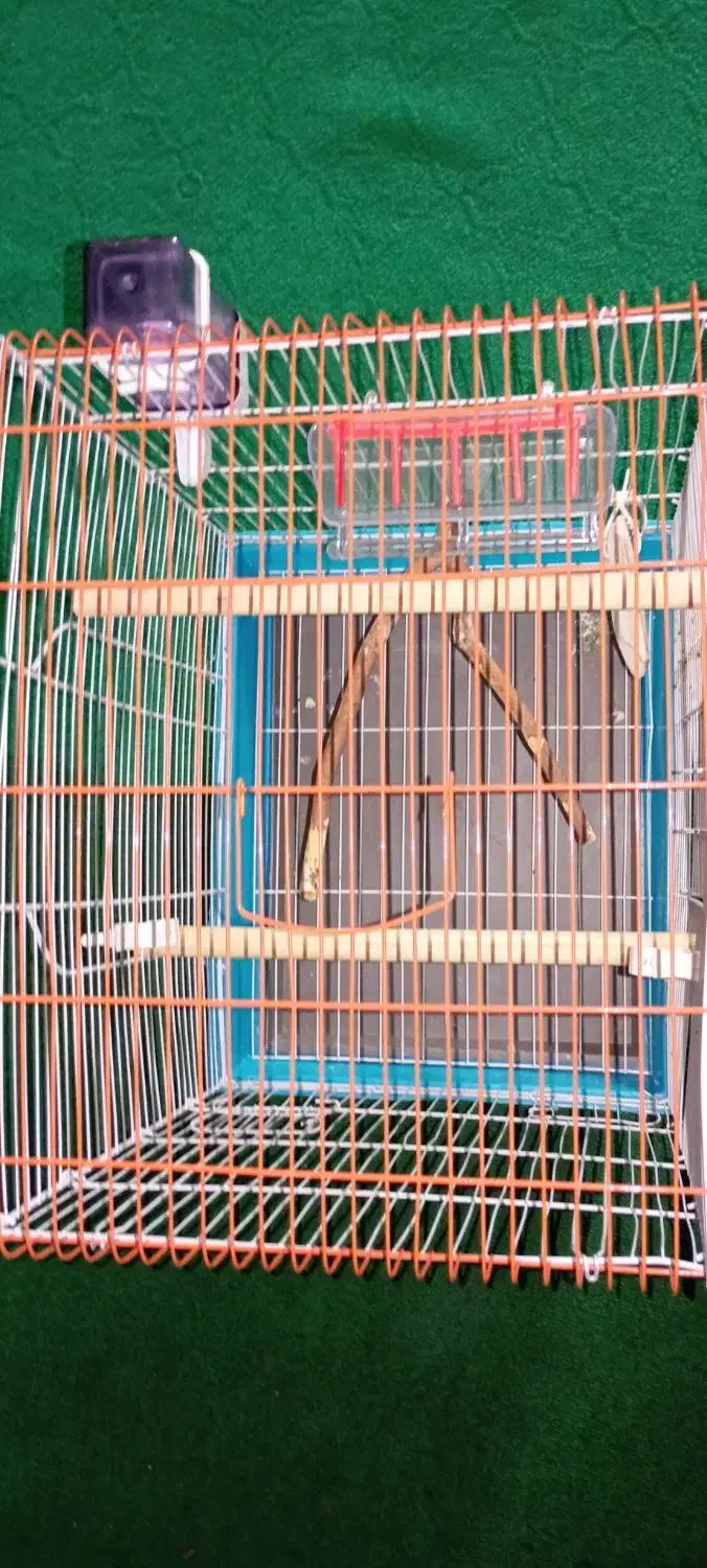 ۱۱۱|لوازم جانبی حیوانات|برازجان, |دیوار