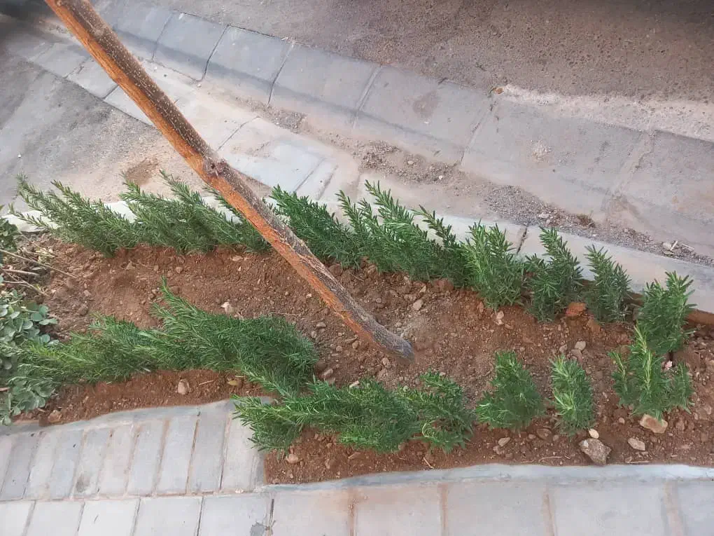 خدمات باغبانی باغچه کاری گلکاری در تمام نقاط تهران|خدمات باغبانی و درختکاری|تهران, جردن|دیوار