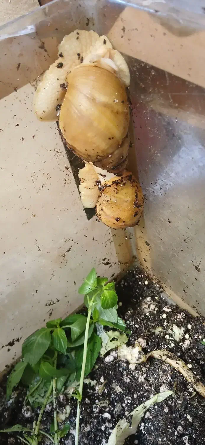 حلزون های مولد و تخم گذار اچانیتا|آرایشی، بهداشتی، درمانی|نجف‌آباد, صالح آباد|دیوار