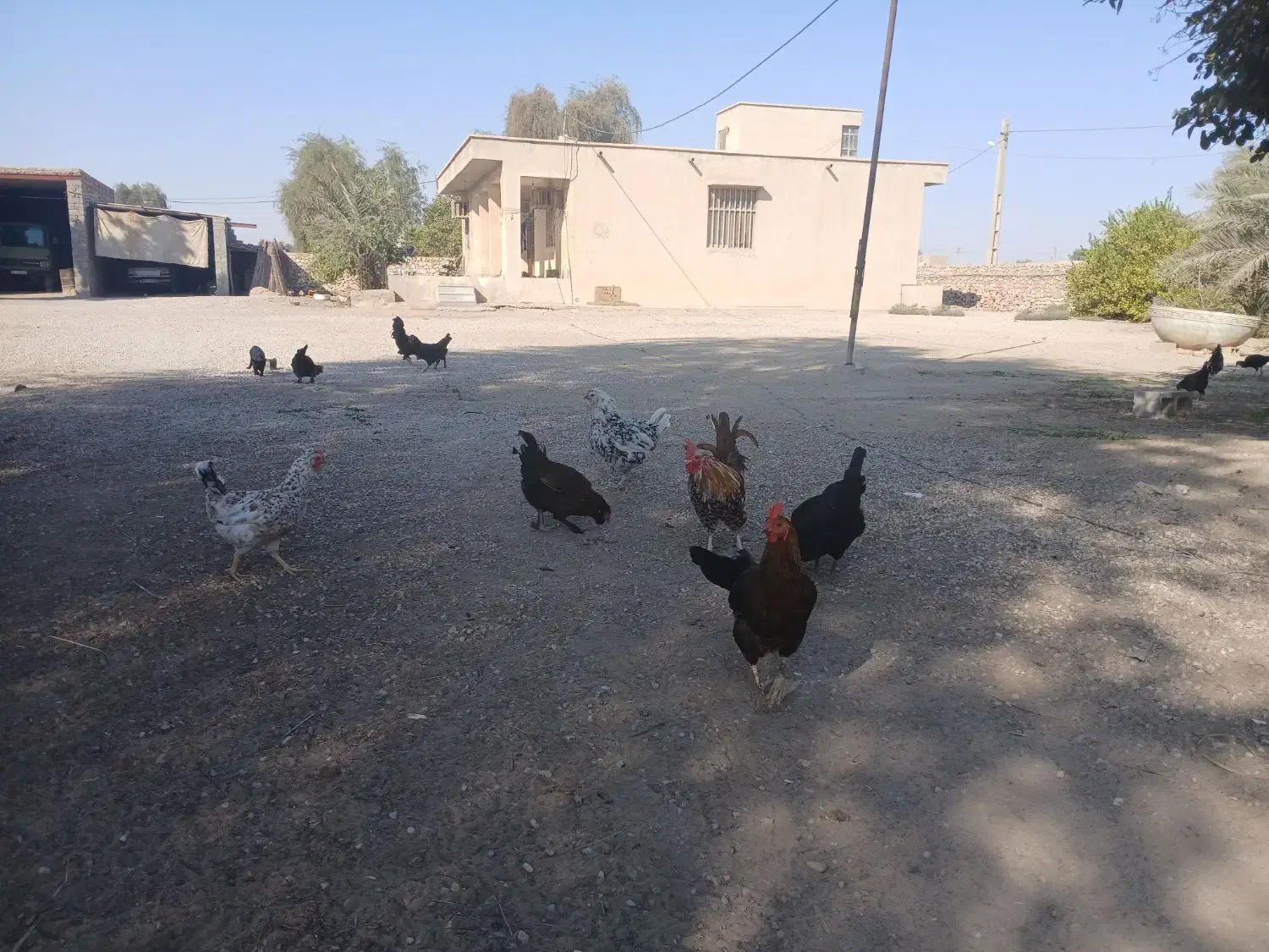 مرغ و خروس|حیوانات مزرعه|بندرعباس, |دیوار