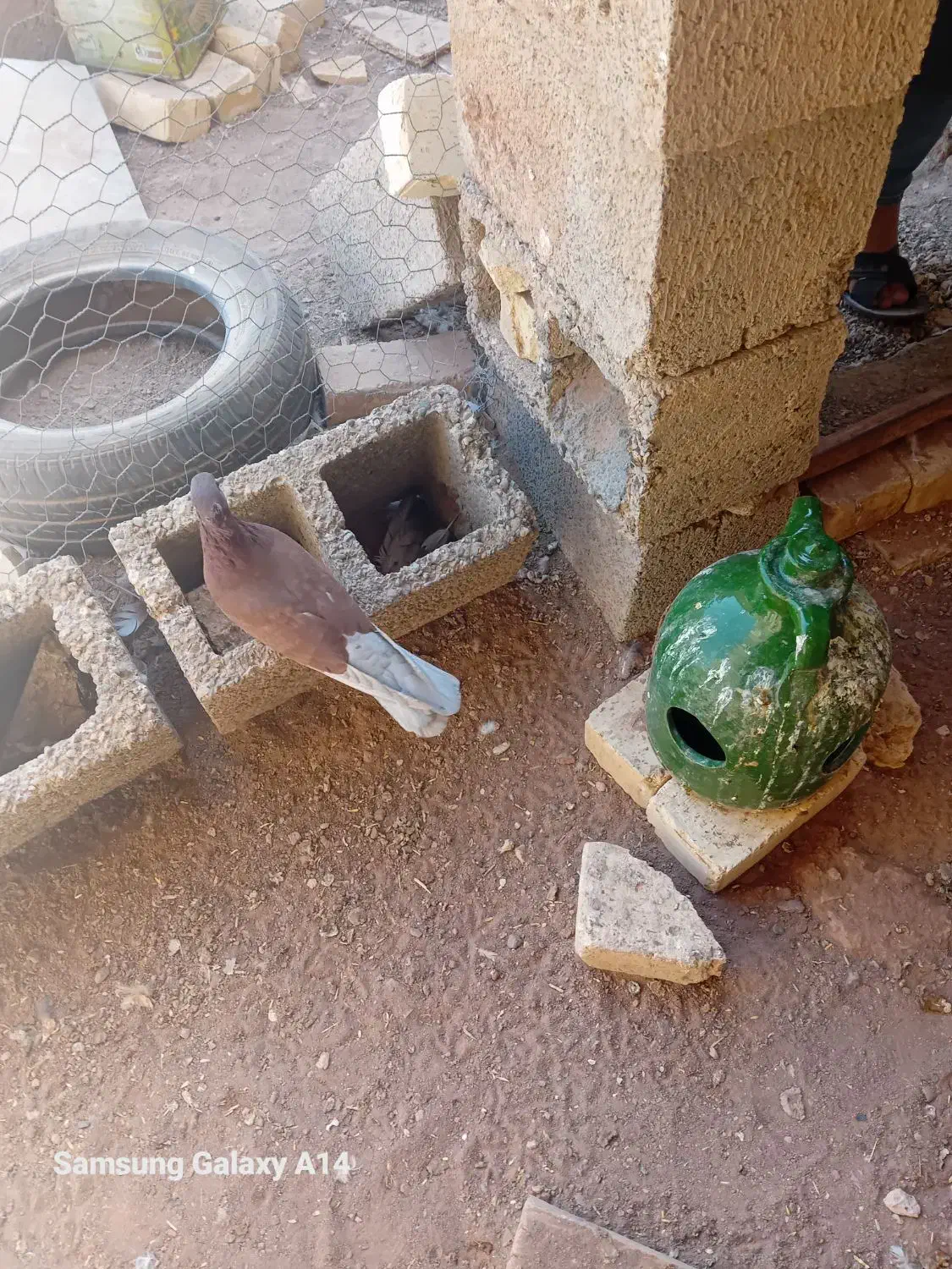 ۲۳۰ هزارتومان|پرنده|اژیه, |دیوار