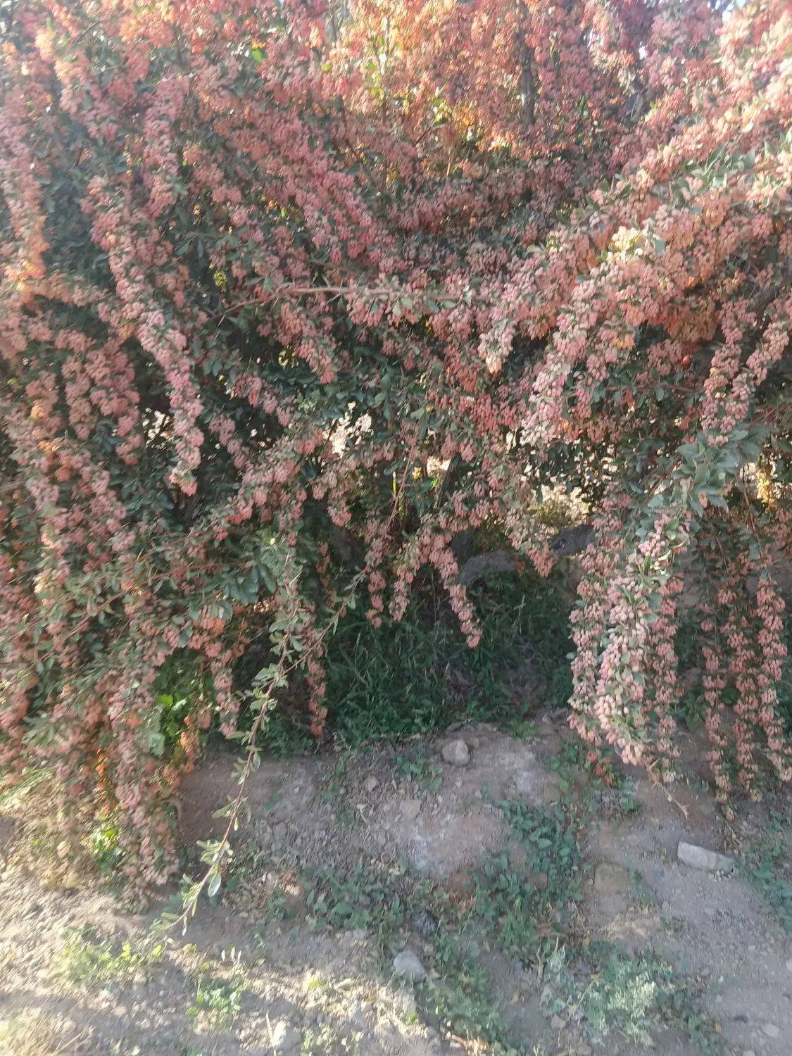 نهال زرشک بالای۳سال خریدارم|خدمات باغبانی و درختکاری|بیرجند, |دیوار