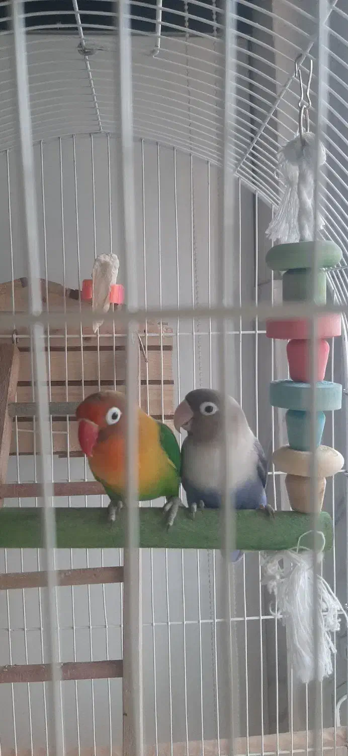 طوطی برزیلی فیشر|پرنده|پاکدشت, پاکدشت (مامازند)|دیوار