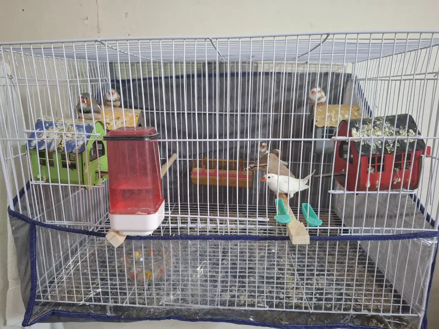 فنچ|پرنده|مشهد, رضاییه|دیوار