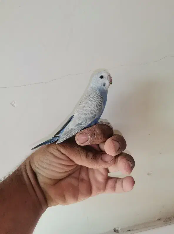 مرغ عشق دستی|پرنده|شیراز, محراب|دیوار