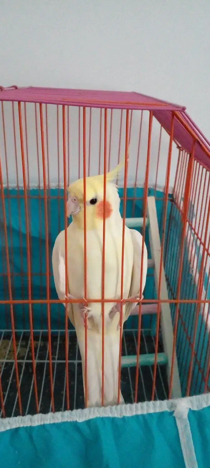 طوطی عروس لوتیتو|پرنده|رودسر, |دیوار