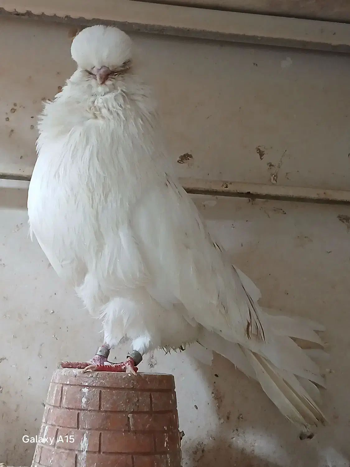 کبوتر نوک قنار اصل|پرنده|تهران, توحید|دیوار