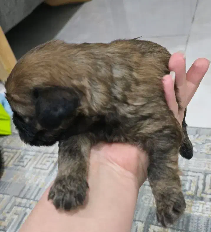 شیتزو|سگ|بندر کنگان, |دیوار