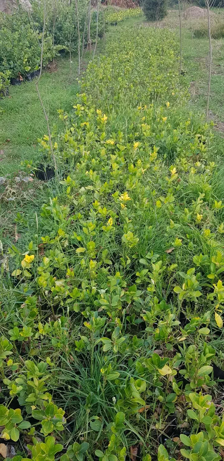 شمشاد|خدمات باغبانی و درختکاری|لاهیجان, لفمجان|دیوار