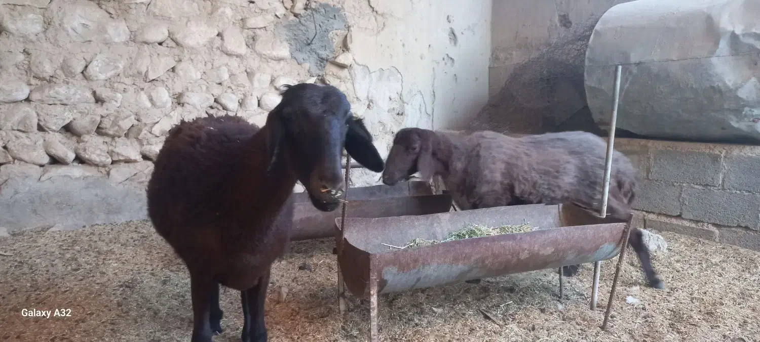 ۲عدد میش نژاد همو خونگیری شده|حیوانات مزرعه|وراوی, |دیوار