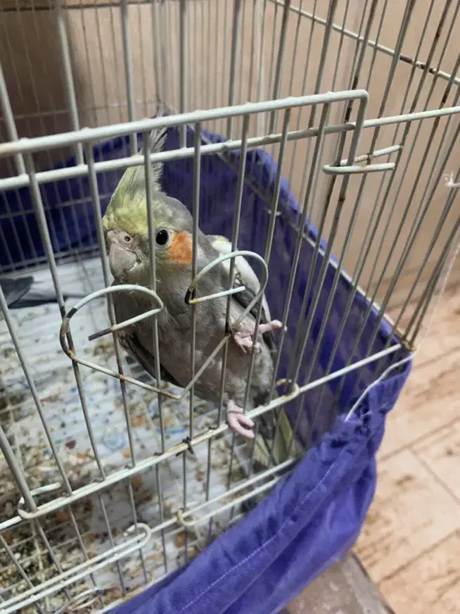 عروس هلندی سخنگو|پرنده|کاشان, آیت الله سعیدی|دیوار