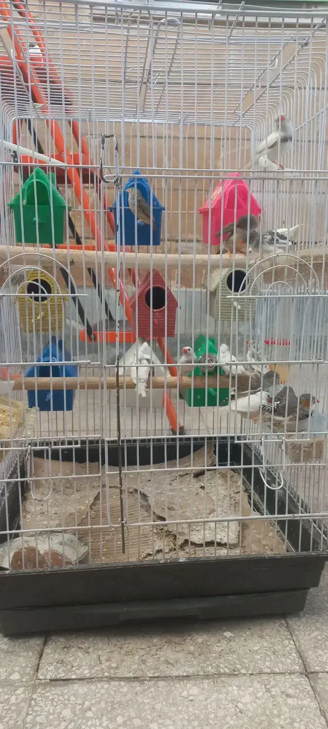 فنج|پرنده|سبزوار, اسلام آباد|دیوار