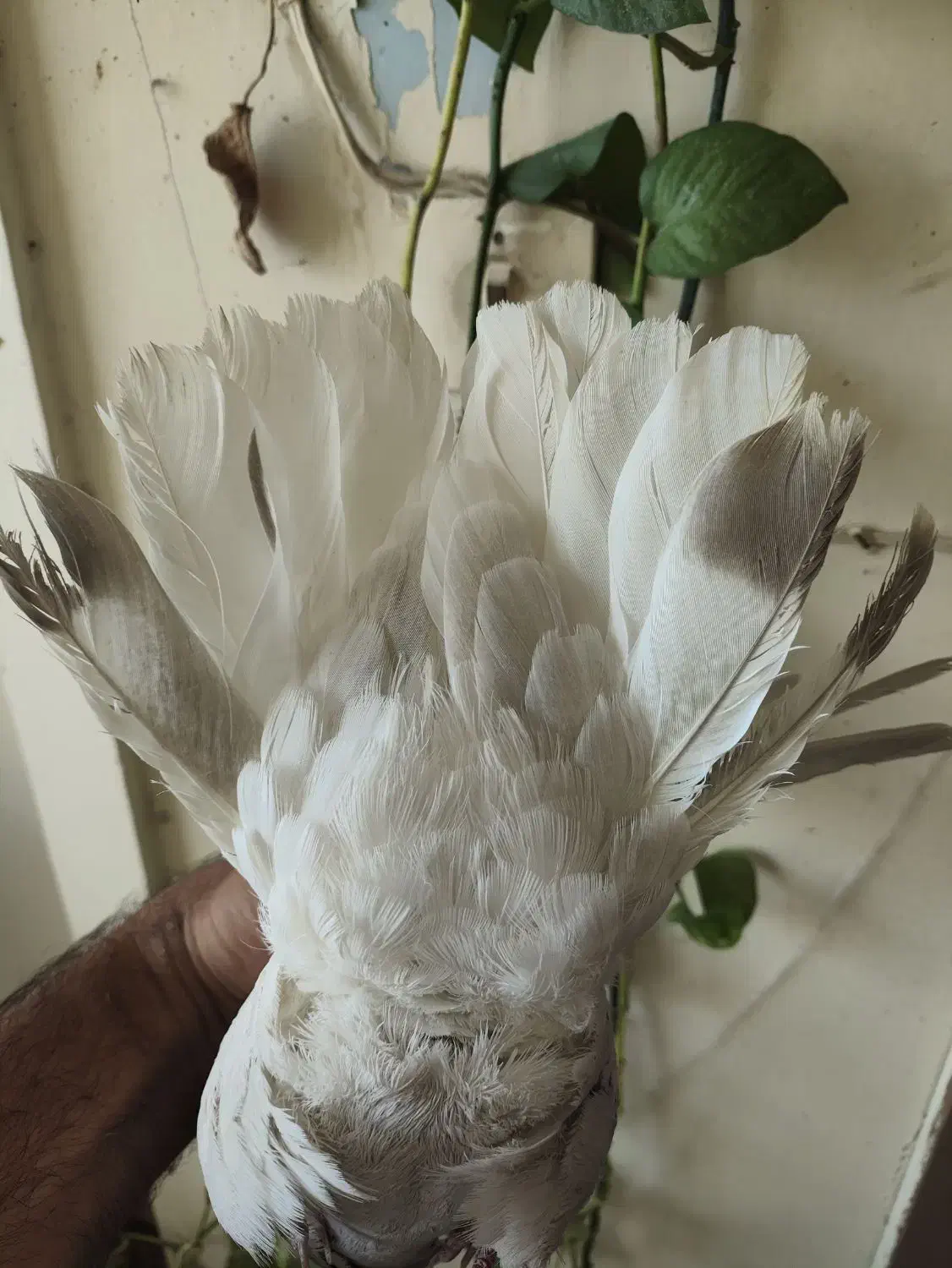 سوسنی دم سفید نر|پرنده|شیراز, فخرآباد (دروازه کازرون)|دیوار