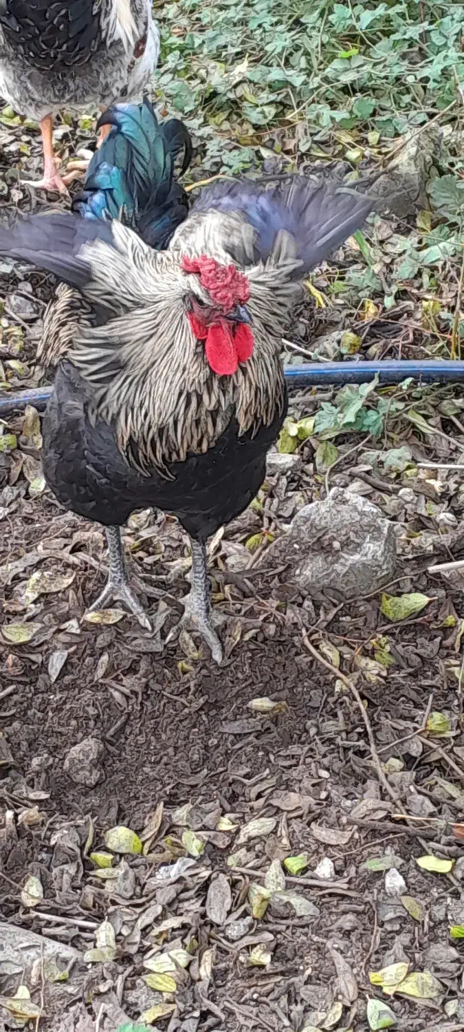 خروس اصیل و زیبا و آواز خوان|حیوانات مزرعه|ایزدشهر, |دیوار