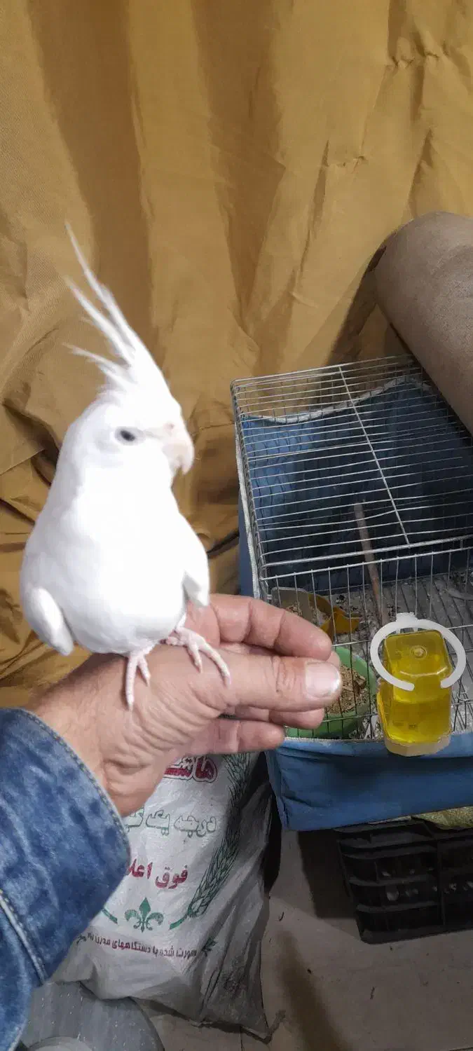 عروس نر و ماده جفت مولد|پرنده|کرج, کلاک بالا|دیوار