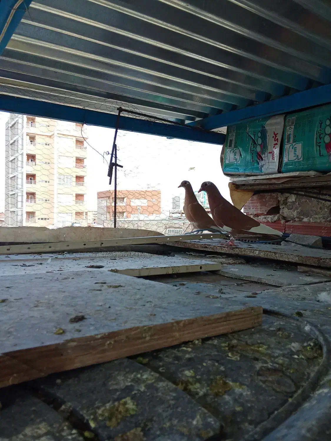 کبوتر فروشی|پرنده|کرمان, |دیوار