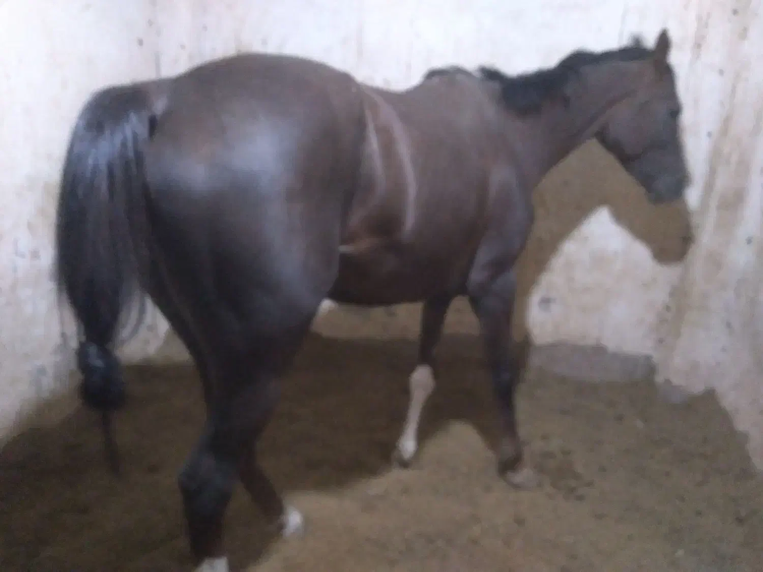 مادیان ۵ساله عرب وکره نریان عرب یکسر کورسی ۲سال|اسب و تجهیزات اسبسواری|یزد, |دیوار