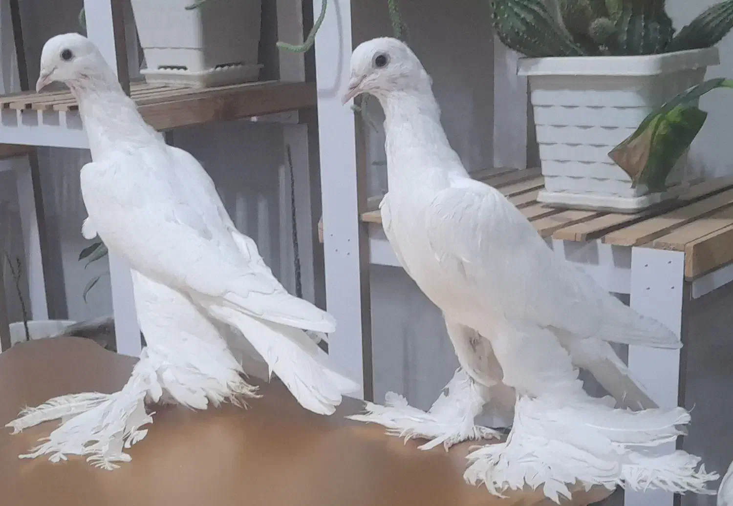 کبوتر|پرنده|ملکان, |دیوار